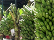 Pisang Mas Tanggamus, Komoditas Ekspor Primadona dari Lampung