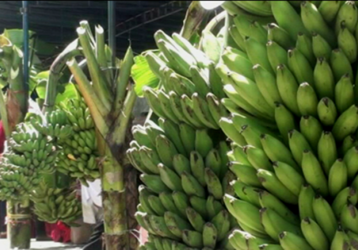 Pisang Mas Tanggamus, Komoditas Ekspor Primadona dari Lampung 