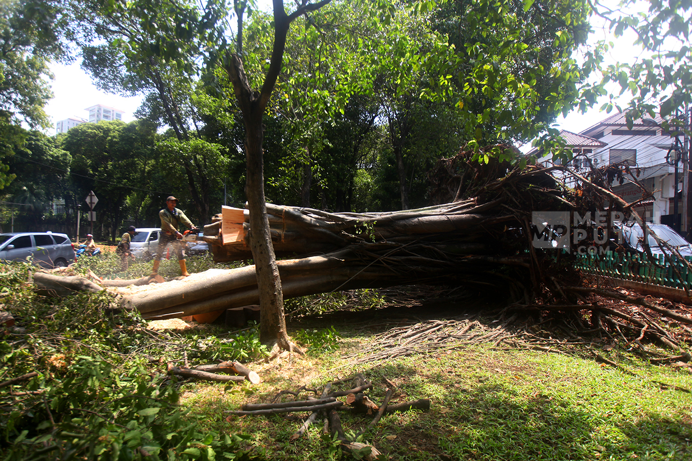 Petugas dari Suku Dinas Pertamanan dan Kehutanan saat melakukan penebangan pohon Beringin Raksasa yang tumbang pasca hujan deras kemarin sore di Jalan Darmawangsa Raya, Kebayoran Baru, Jakarta Selatan, Jum'at (31/10/2025).