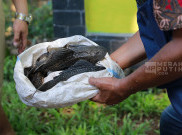 Labkesda DKI Temukan Kandungan Logam Berat Timbal pada Ikan Sapu-Sapu Ciliwung