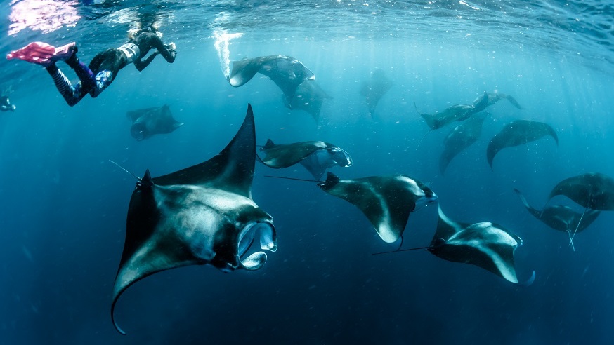 Dengan Adopsi Kamu Bisa Bantu Lestarikan dan Jaga Populasi Pari Manta 