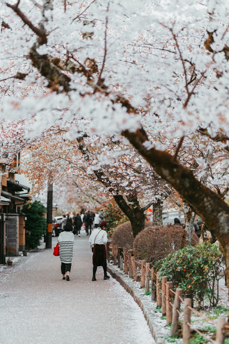 sakura