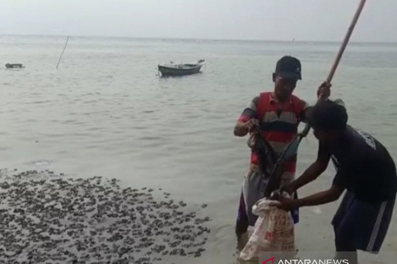 Pesisir Pulau Pramuka dan Panggang Dipenuhi Tumpahan Limbah Minyak