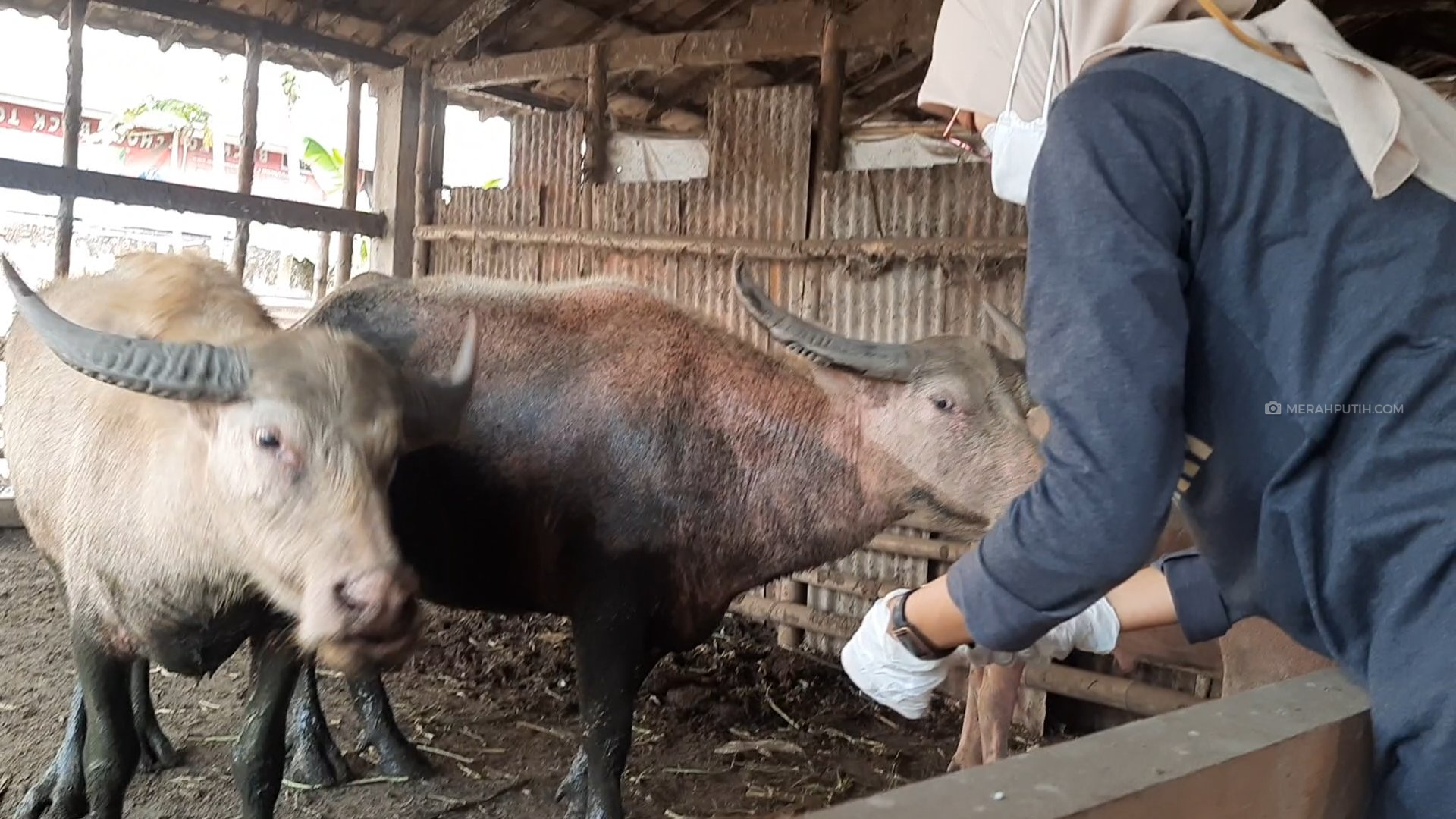 Satu Lagi Kerbau Keramat Milik Keraton Solo Mati