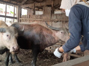 Satu Lagi Kerbau Keramat Milik Keraton Solo Mati