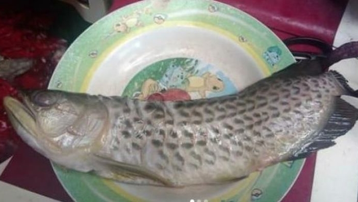  Ikan Arwana seharga Rp2 juta milik Bayu, warga Kabupaten Sukoharjo, Jawa Tengah digoreng oleh ayahnya, Selasa (16/6). (MP/Istimewa)