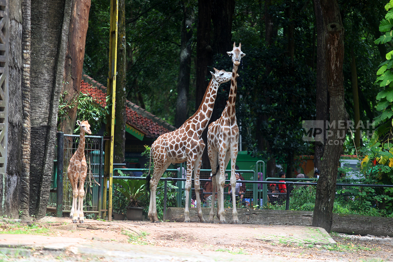 Menilik Rajaka Anak Jerapah di Taman Margasatwa Ragunan Jakarta