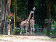 Menilik Rajaka Anak Jerapah di Taman Margasatwa Ragunan Jakarta
