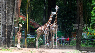 Menilik Rajaka Anak Jerapah di Taman Margasatwa Ragunan Jakarta
