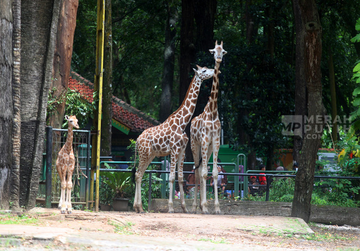 Menilik Rajaka Anak Jerapah di Taman Margasatwa Ragunan Jakarta