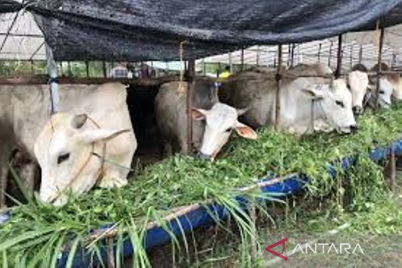 Pemkot Hanya Bolehkan Hewan Ternak Masuk Kota Tangerang Hingga Sabtu (26/6)