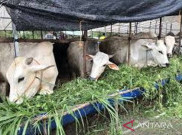 Pemkot Hanya Bolehkan Hewan Ternak Masuk Kota Tangerang Hingga Sabtu (26/6)