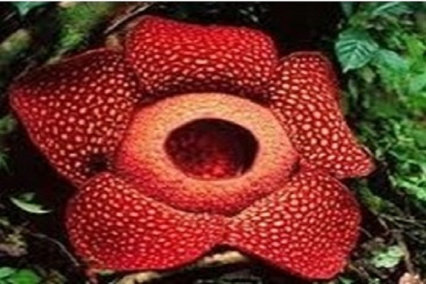 Rafflesia Arnoldii