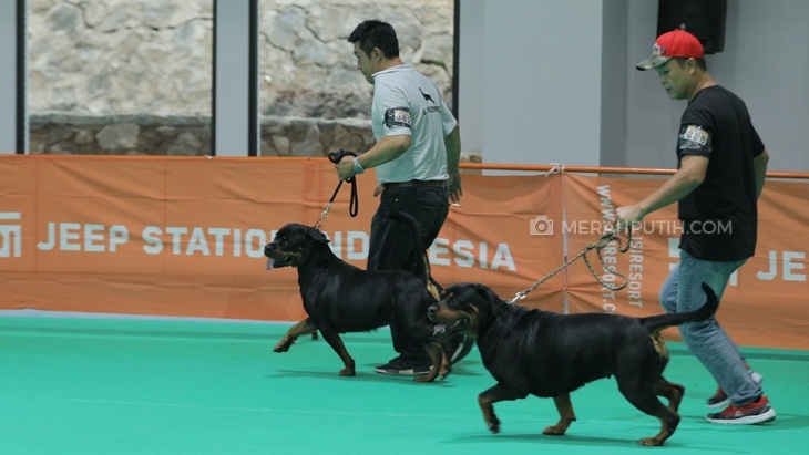 Merasakan Keseruan Championship Dog Show Perkin Jaya 2018 di JSI Resort
