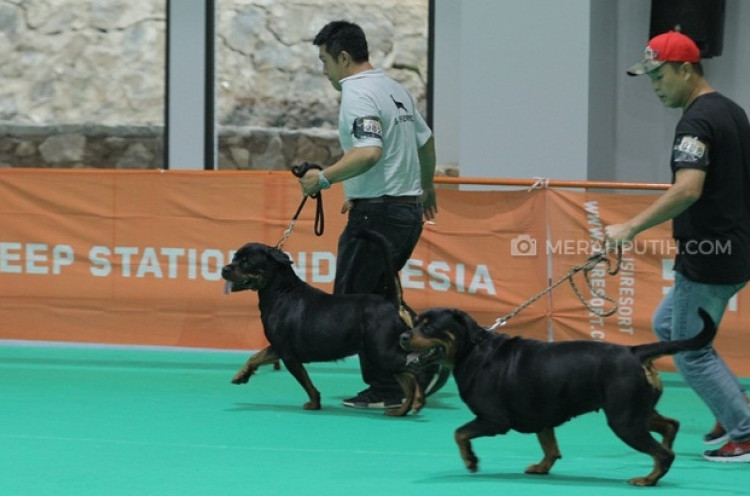 Merasakan Keseruan Championship Dog Show Perkin Jaya 2018 di JSI Resort