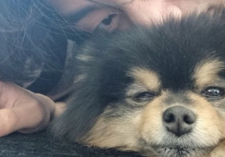 Kenang Yeontan, Anjing V BTS, Fan di Seluruh Dunia Galang Donasi untuk Badan Amal Hewan