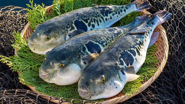 Ikan Fugu Mengandung Racun 1200 kali Mematikan dari Sianida