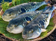 Ikan Fugu Mengandung Racun 1200 kali Mematikan dari Sianida
