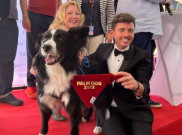 Anjing Collie dalam film 'Anatomy of a Fall' Gondol Cannes Palm Dog