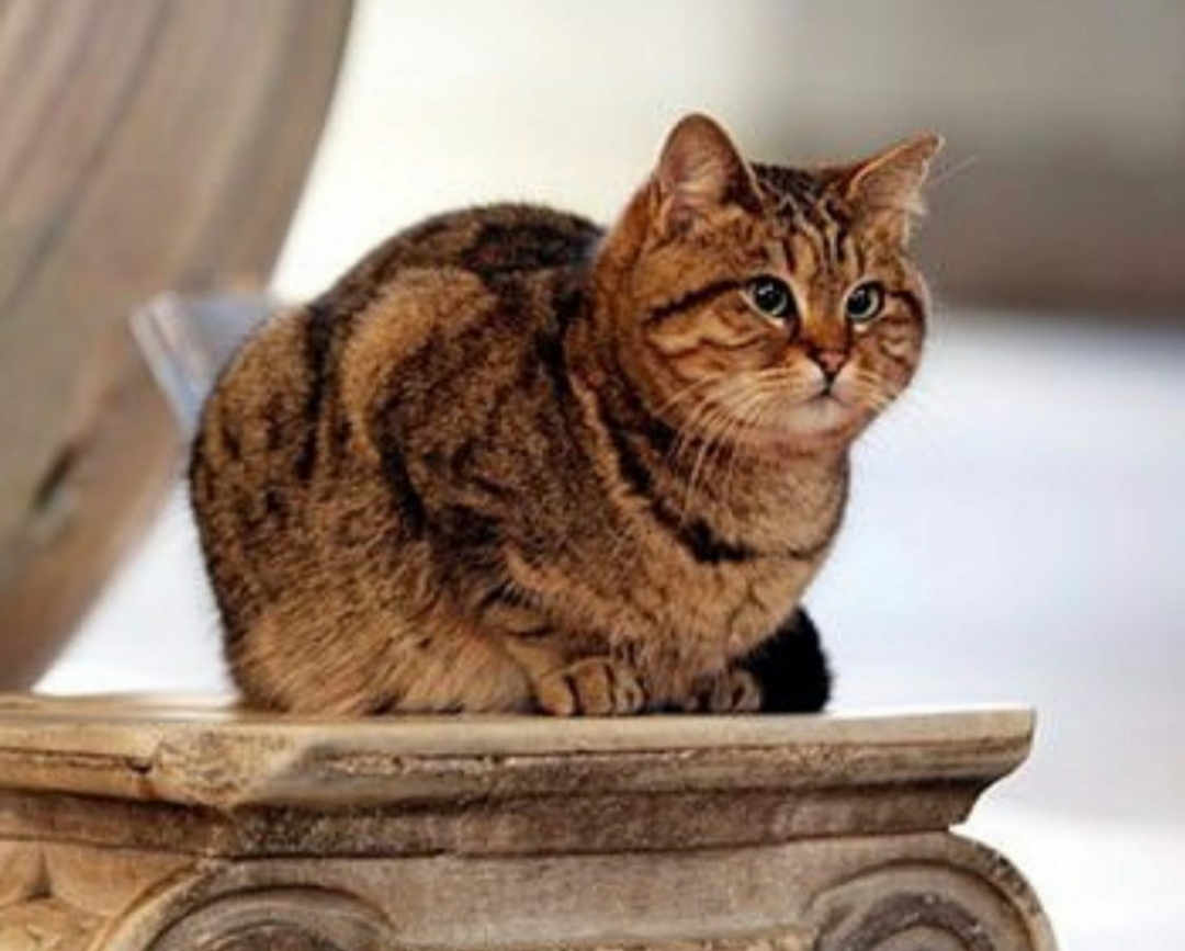 Si Meow Gli 'Ratu' Penghuni Hagia Sophia Paling Setia