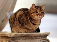 Si Meow Gli 'Ratu' Penghuni Hagia Sophia Paling Setia