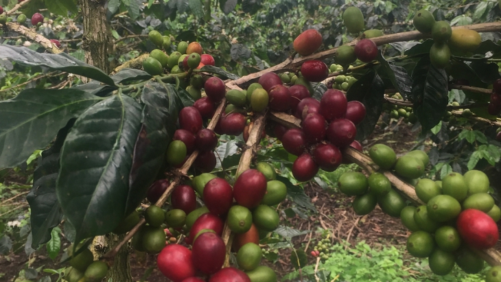 Kopi Gayo, Saksi Bisu Kekuasaan Belanda di Dataran Tinggi Gayo