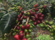 Kopi Gayo, Saksi Bisu Kekuasaan Belanda di Dataran Tinggi Gayo