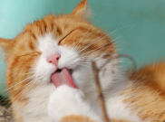 Perusahaan-Perusahaan di Jepang Jadikan Kucing Obat Stres Karyawan