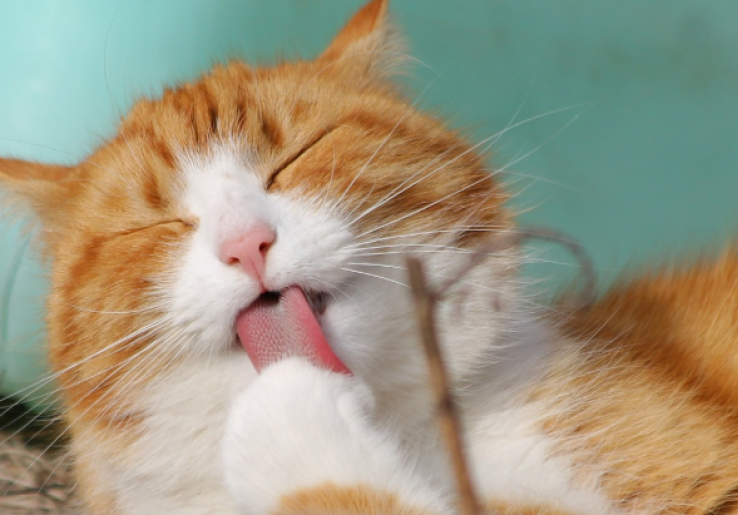 Perusahaan-Perusahaan di Jepang Jadikan Kucing Obat Stres Karyawan