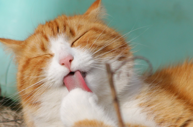 Perusahaan-Perusahaan di Jepang Jadikan Kucing Obat Stres Karyawan