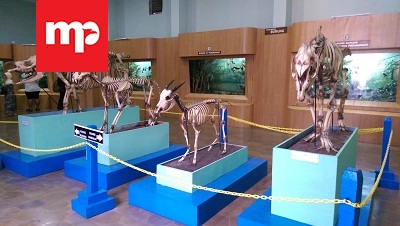 Liburan di Museum Zoologi
