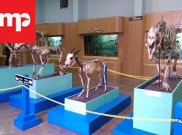Liburan di Museum Zoologi