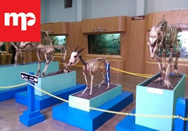Liburan di Museum Zoologi