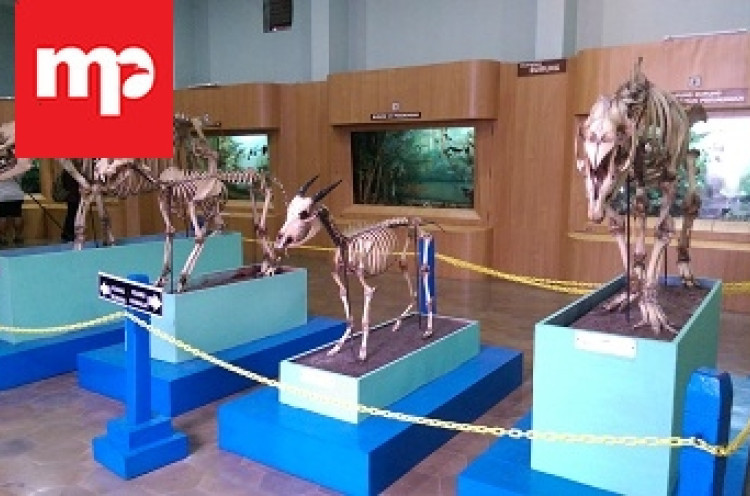 Liburan di Museum Zoologi