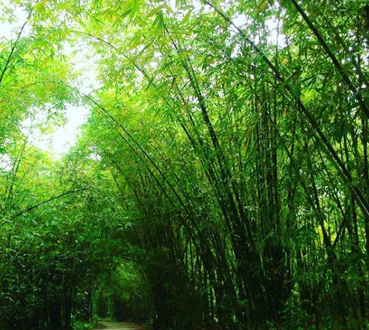 Hutan Bambu, Wilayah Konservasi yang Jadi Objek Wisata Instagramable