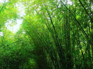 Hutan Bambu, Wilayah Konservasi yang Jadi Objek Wisata Instagramable