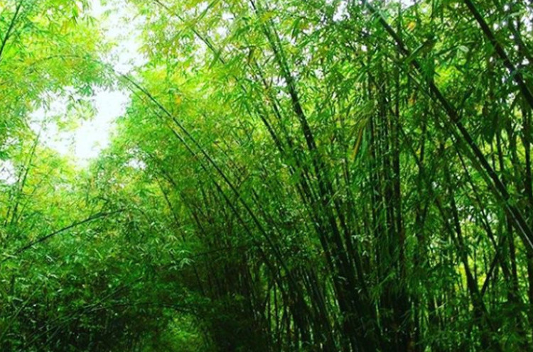 Sejuknya Berwisata di Hutan Bambu nan Cantik