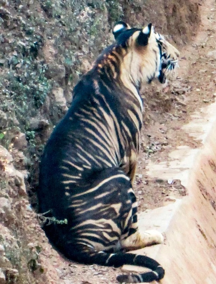 harimau hitam