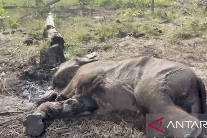 2 Gajah Bengkulu Mati, Menhut Kejar PT API dan BAT Sampai Pidana 
