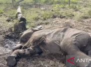 Red Flag Gajah Sumatra! Sisa 1.200 Ekor di 11 Kantong Habitat dari Aceh-Lampung