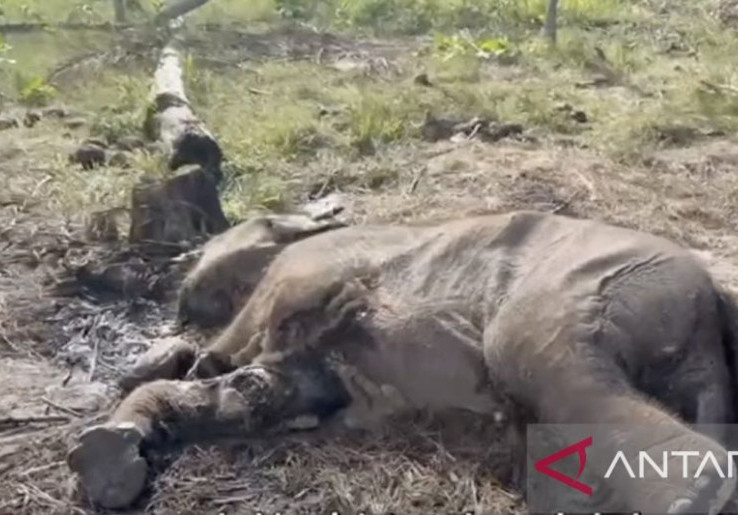2 Gajah Bengkulu Mati, Menhut Kejar PT API dan BAT Sampai Pidana 