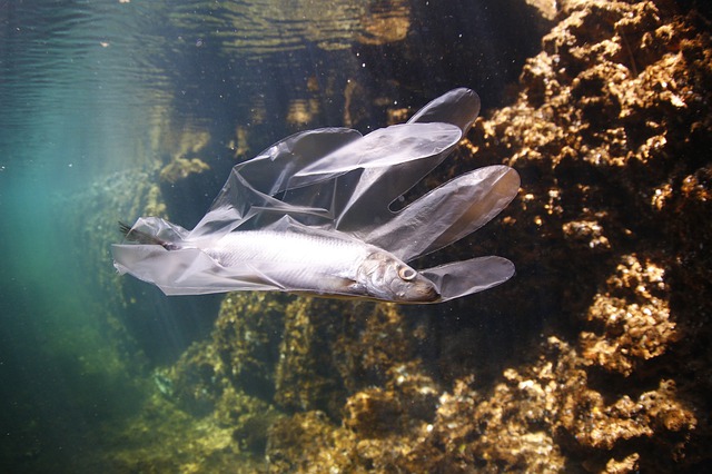 Membunuh biota laut (Foto: Pixabay/joelsaucedosaucedo