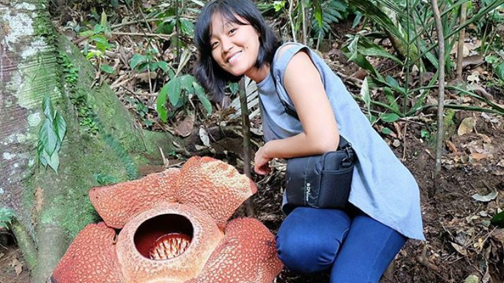 Waktunya Berkunjung, Empat Rafflesia Arnoldii Mekar di Hutan Bengkulu