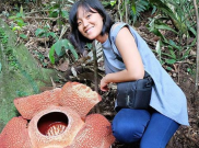 Waktunya Berkunjung, Empat Rafflesia Arnoldii Mekar di Hutan Bengkulu