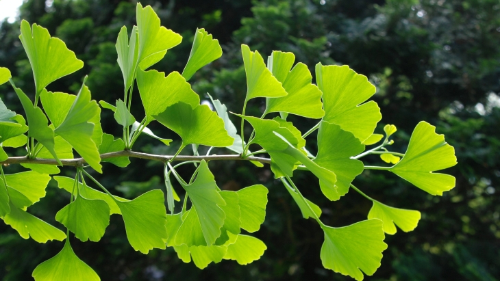 Ginkgo biloba (Sumber: Mayo Clinic News Network)