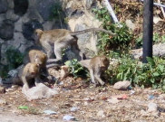 Fenomena Ratusan Kera Lereng Wilis Ponorogo Turun Gunung, Pertanda Apa?