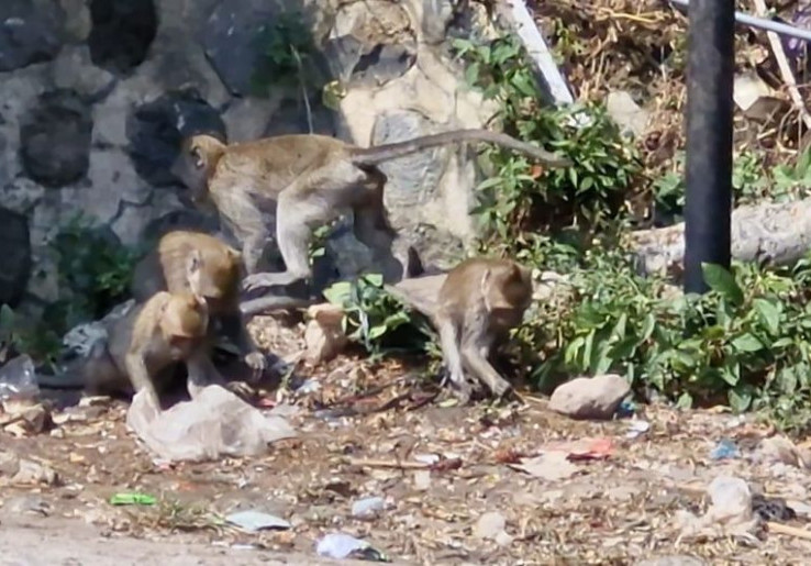 Fenomena Ratusan Kera Lereng Wilis Ponorogo Turun Gunung, Pertanda Apa?