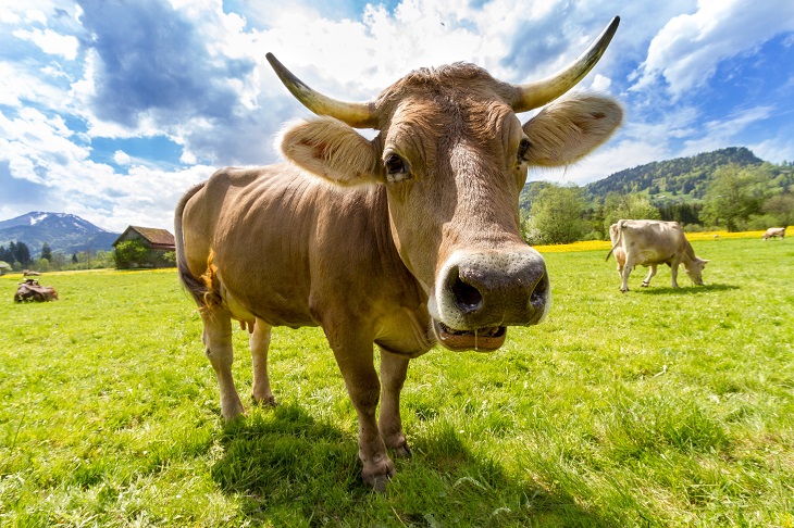 Sapi di padang rumput. (Pixabay)