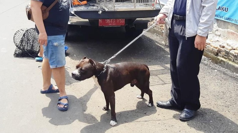 pitbull serang satpam