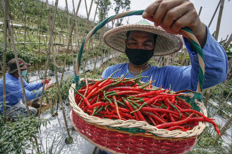 Petani cabai. (Foto: Antara)